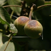 AP080723035624
