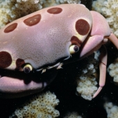 Seaborn394