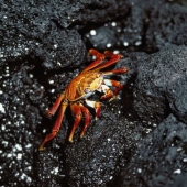 Seaborn410