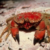 Seaborn128